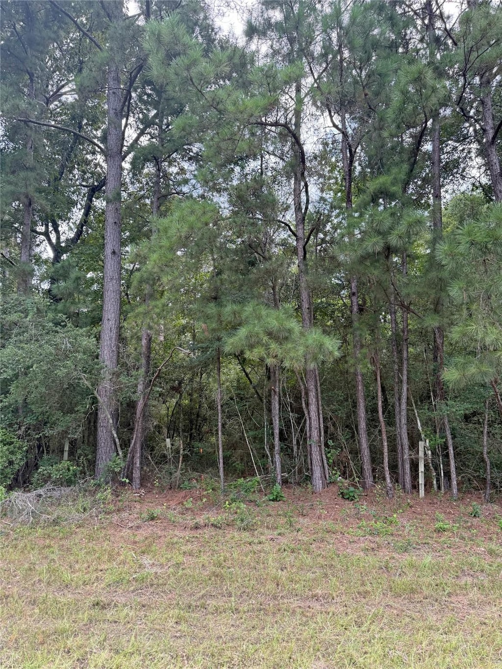 TBD Fm-980 N, Point Blank, TX 77364 - photo 2
