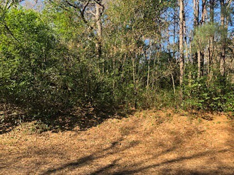 0 Marlin Dr, Hemphill, TX 75948 - photo 3