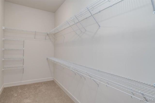 spacious closet with carpet