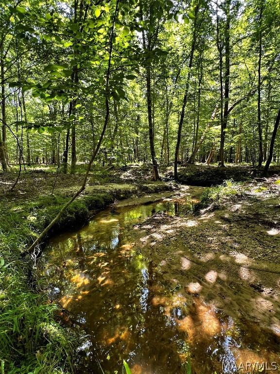 view of local wilderness