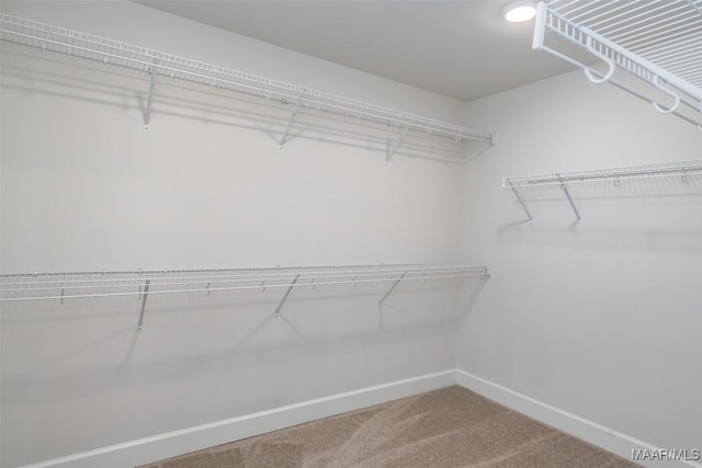 spacious closet with carpet