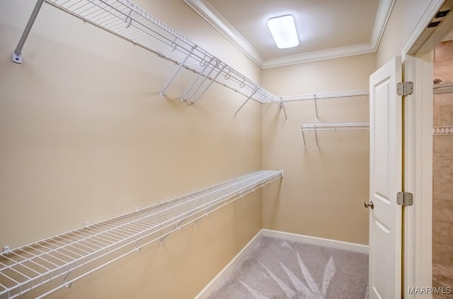 walk in closet featuring carpet flooring