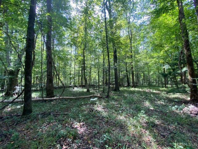 00 Coon Hop Rd, Hardaway, AL 36039 - photo 43