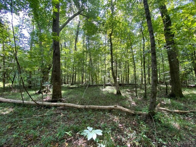 00 Coon Hop Rd, Hardaway, AL 36039 - photo 45