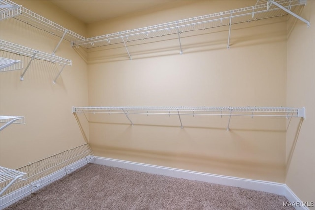 spacious closet featuring carpet