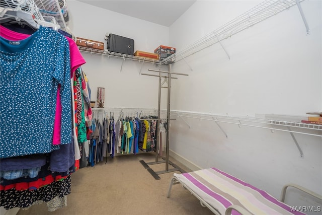 spacious closet with carpet flooring