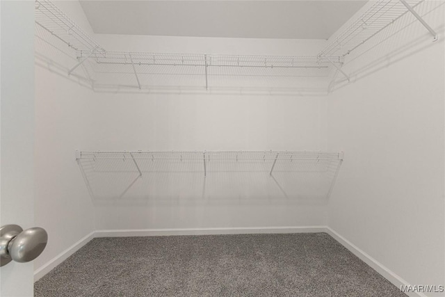 walk in closet with carpet flooring