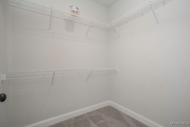 walk in closet with carpet floors