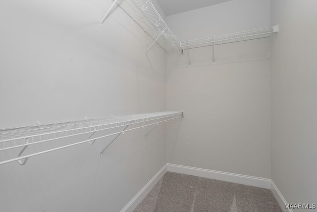 walk in closet featuring carpet