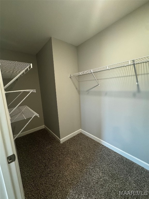 spacious closet featuring carpet