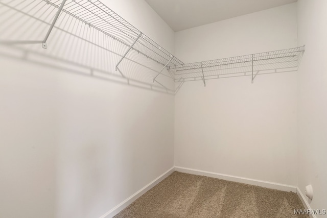 walk in closet with carpet flooring