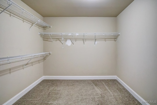 spacious closet featuring carpet flooring