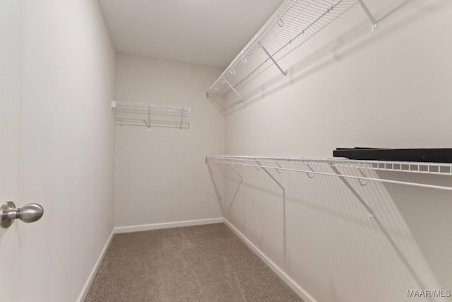 walk in closet featuring carpet flooring