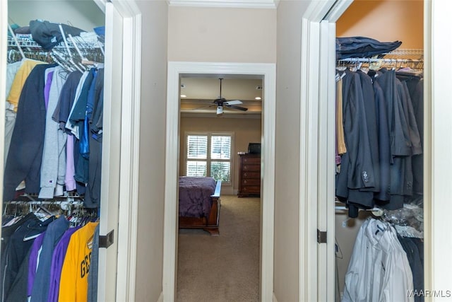 walk in closet with carpet and ceiling fan