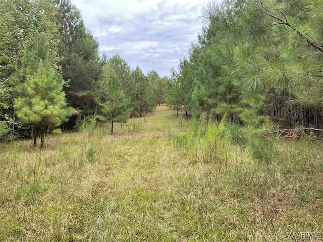 view of local wilderness