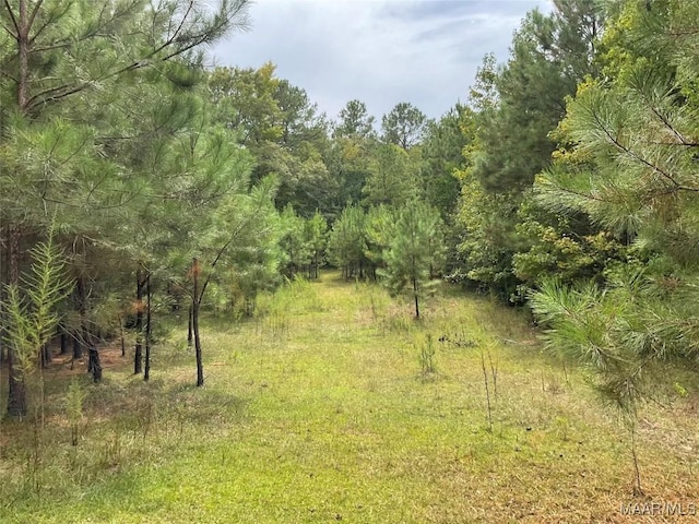 view of local wilderness