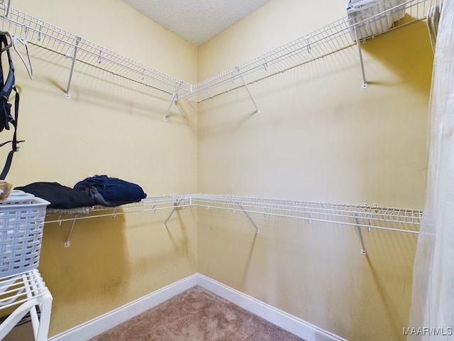 walk in closet featuring carpet