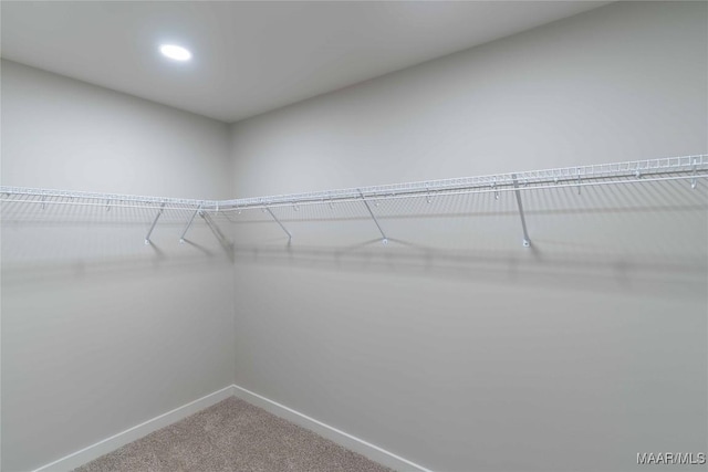 spacious closet featuring carpet