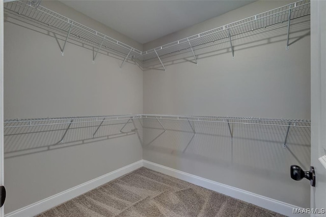 walk in closet with carpet flooring