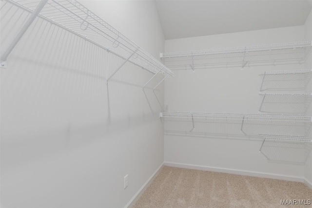 spacious closet featuring carpet