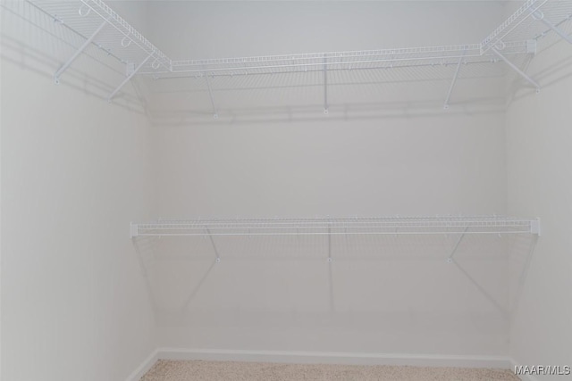 spacious closet featuring carpet flooring