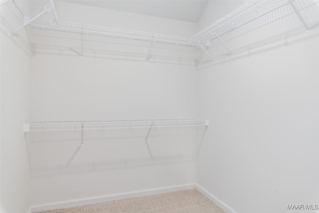 walk in closet with carpet floors