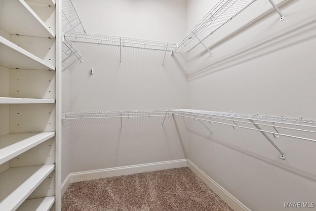 walk in closet featuring carpet flooring