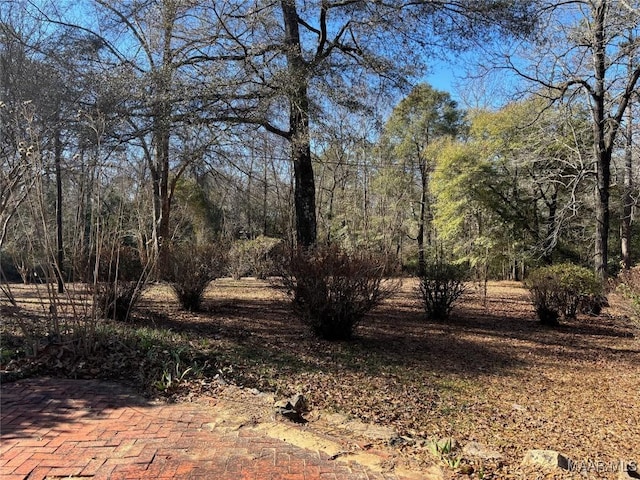 view of local wilderness