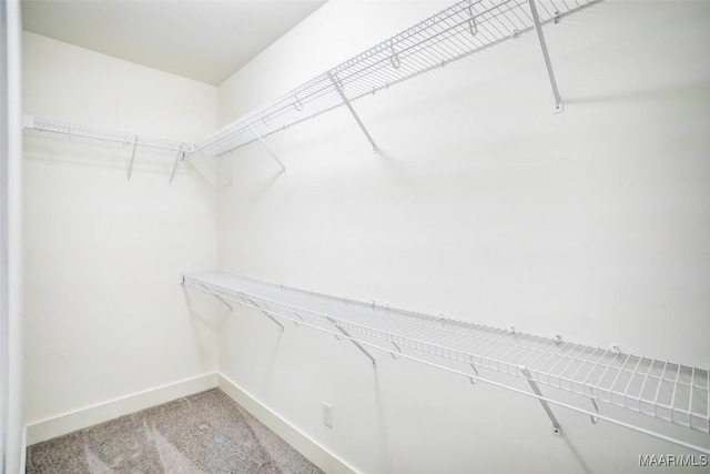 spacious closet featuring carpet