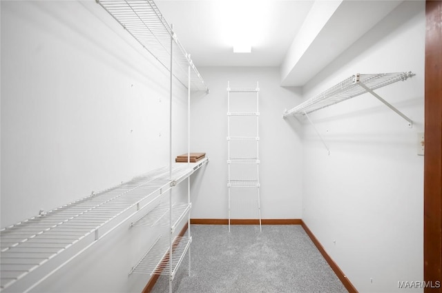 walk in closet with carpet flooring