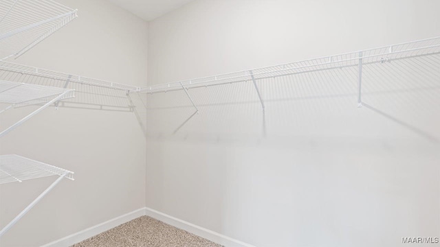 walk in closet with carpet flooring
