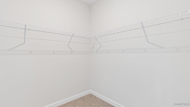 spacious closet featuring carpet