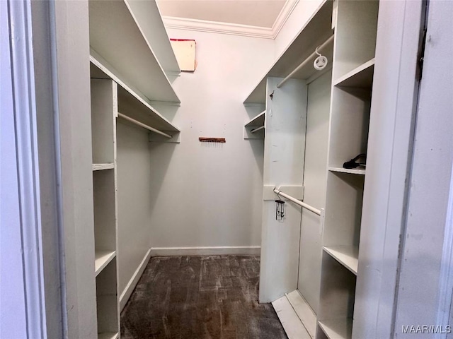 walk in closet with dark wood finished floors