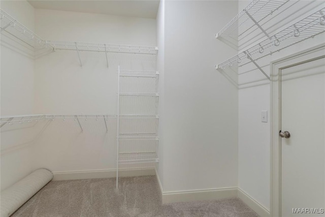 spacious closet featuring carpet floors