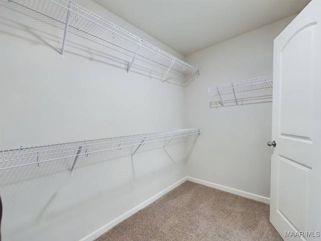 spacious closet with carpet