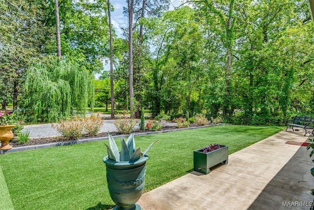 view of yard with a patio area