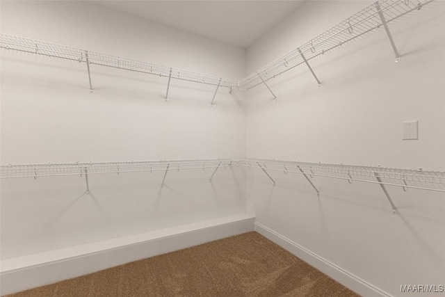 spacious closet featuring carpet