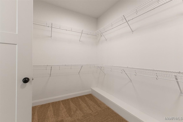 spacious closet featuring carpet