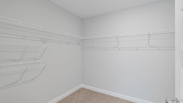 spacious closet featuring carpet flooring
