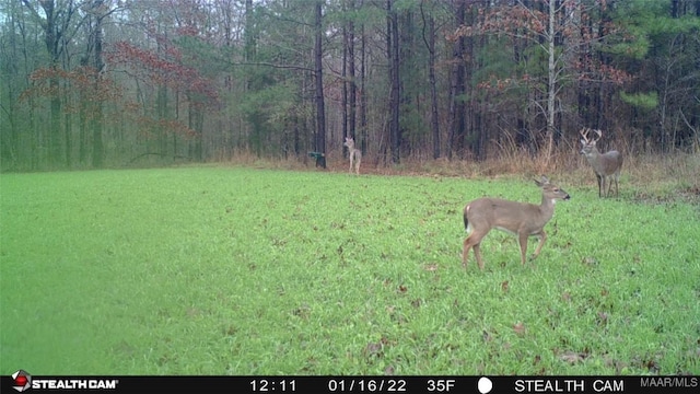 13871 Old Pike Rd, Mathews, AL 36052 - view of grassy yard with a view of trees