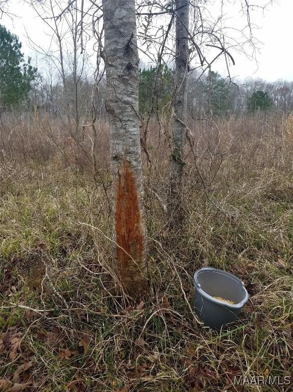 13871 Old Pike Rd, Mathews, AL 36052 - view of undeveloped land