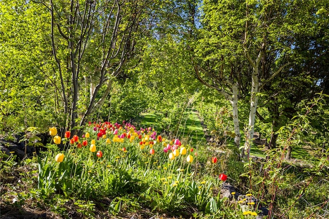 view of nature