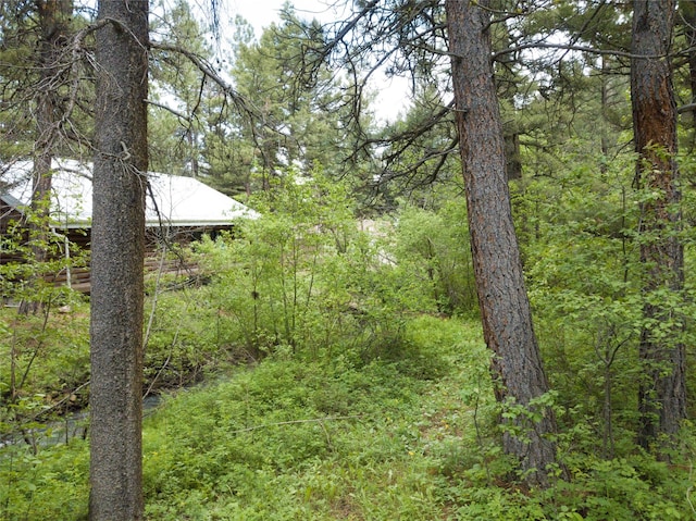 view of local wilderness