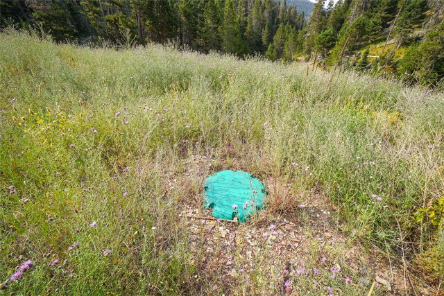 view of local wilderness