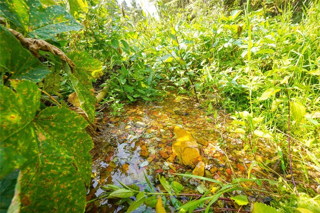 view of local wilderness