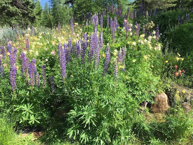 1350 Summit Park, Seeley Lake, MT 59868 - view of undeveloped land