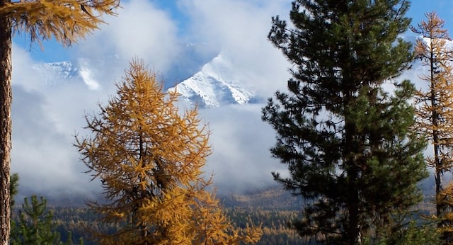 view of local wilderness