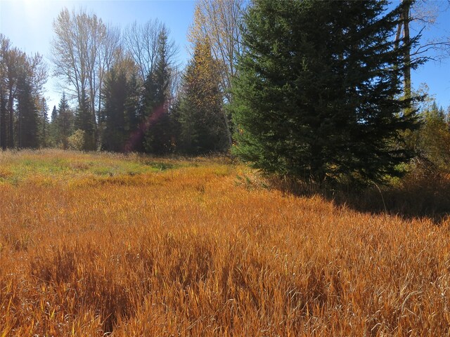 view of local wilderness