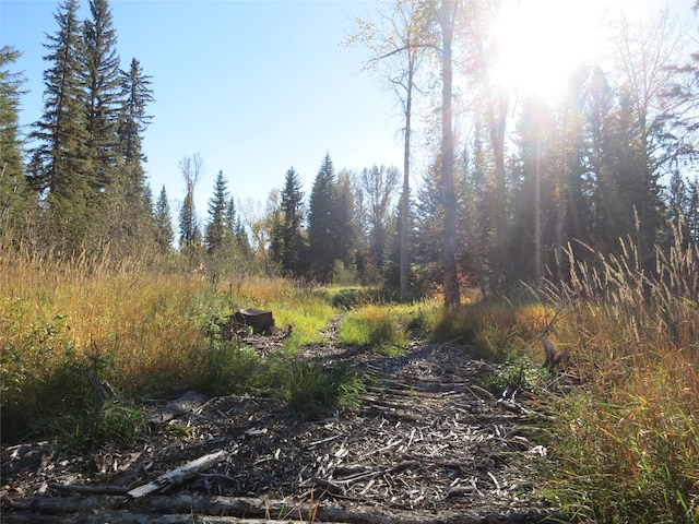 view of local wilderness