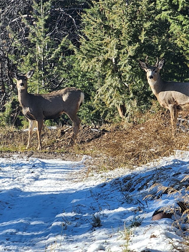 TBD Tbd, Anaconda MT, 59711 land for sale